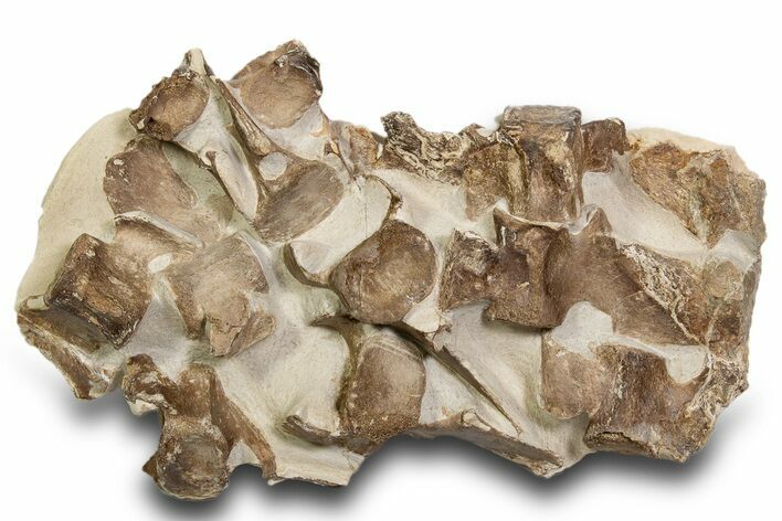 Fossil Plesiosaur (Thililua?) Vertebrae in Rock - Asfla, Morocco #328639